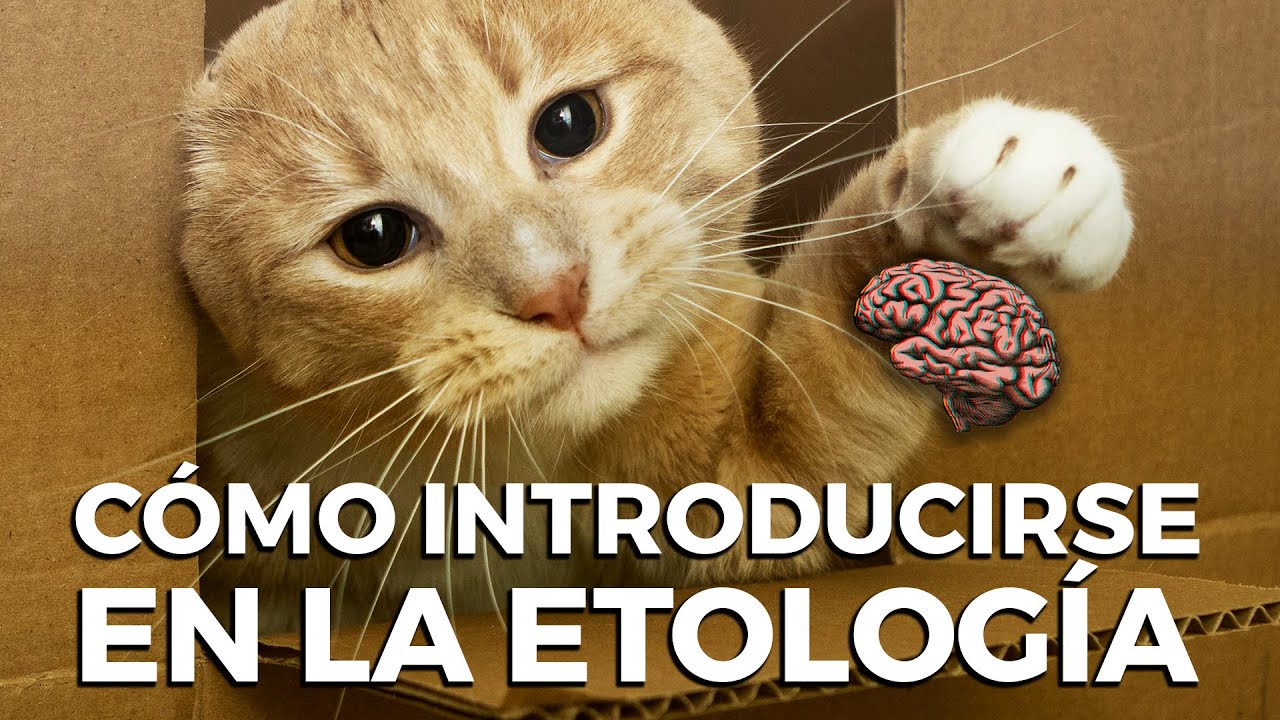 Cómo introducirse en la etología - con Íñigo Ongay de Felipe