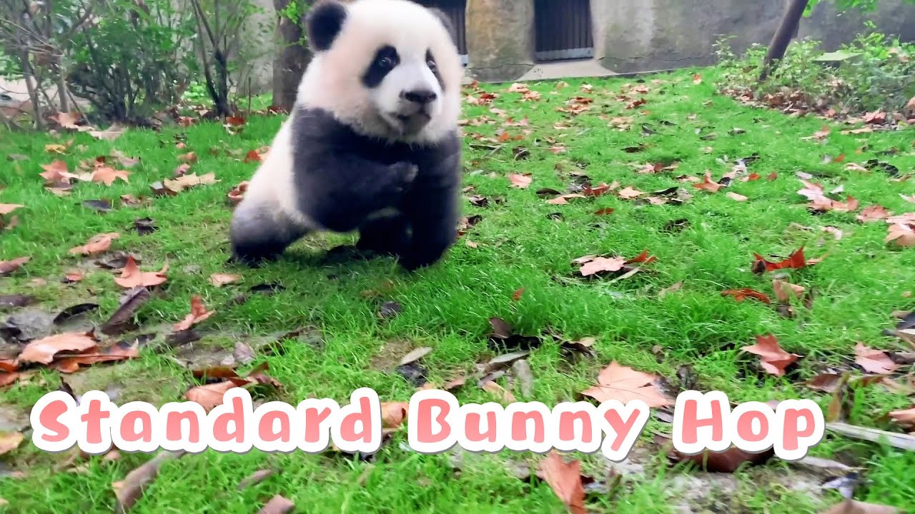 Is This A Bunny Wearing A Panda Costume? | iPanda