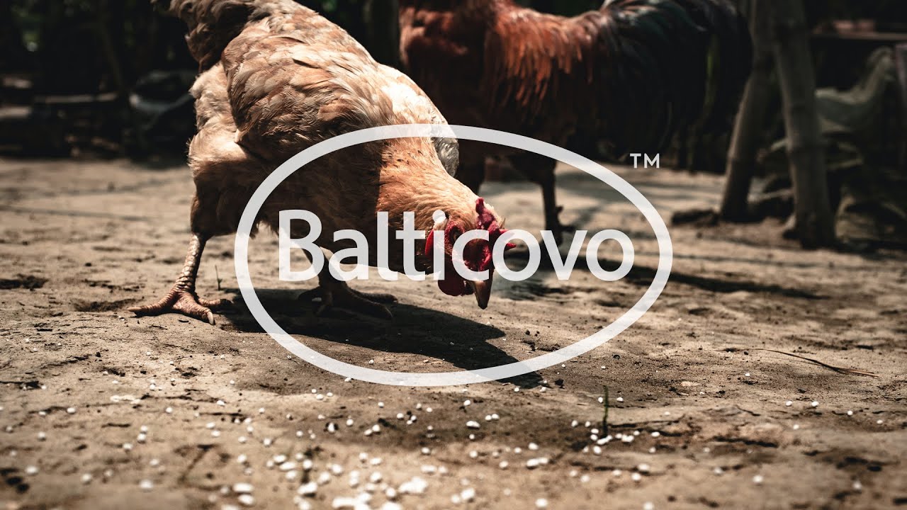 BALTICOVO piecdesmitā Dzimšanas Diena #tribework