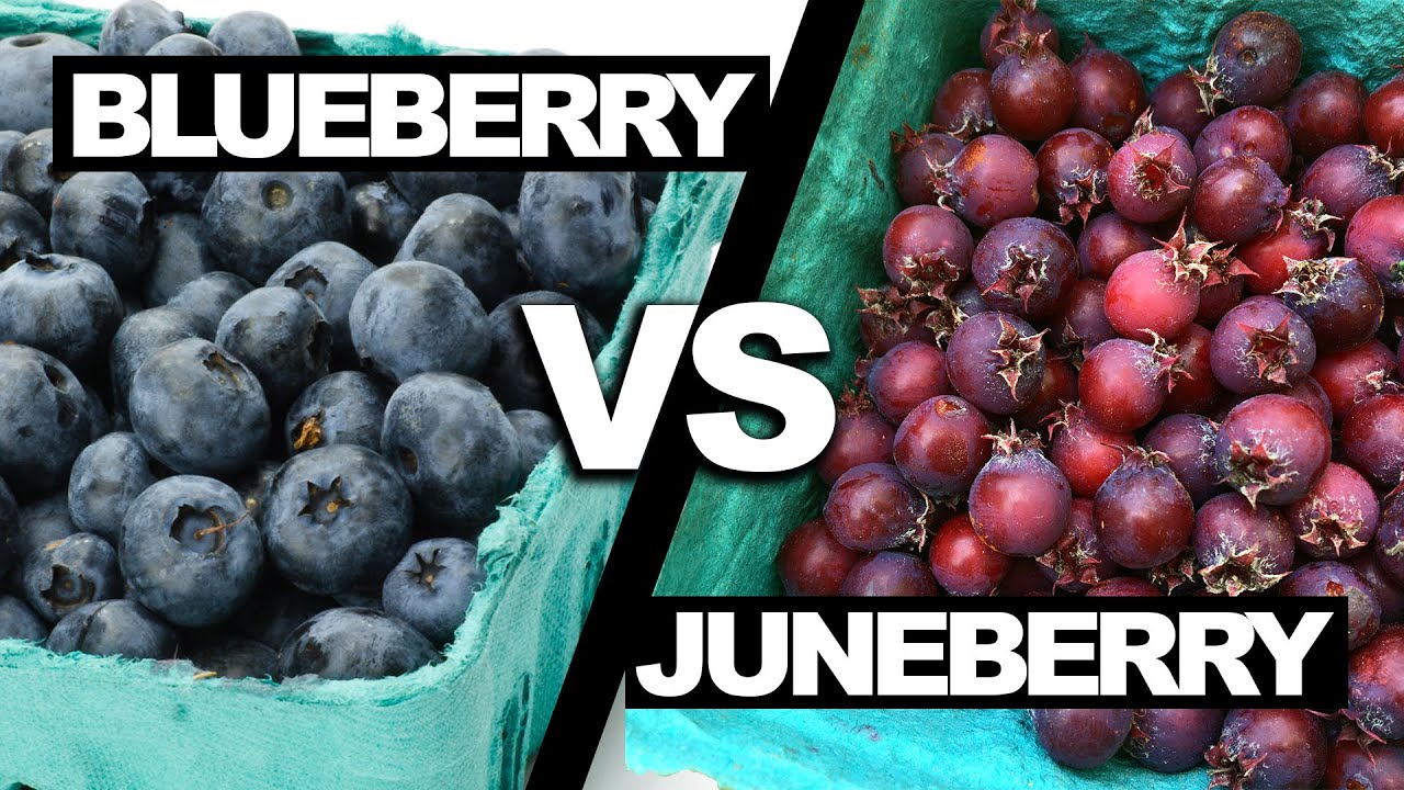 Homegrown Juneberries: Better than Blueberries?