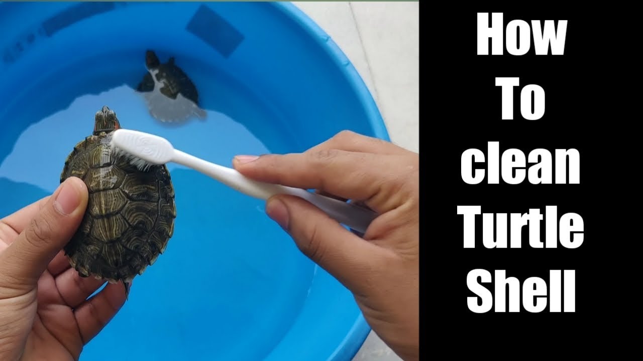 how to clean turtle shell | turtle shell maintainence shiner | Flora and Fauna