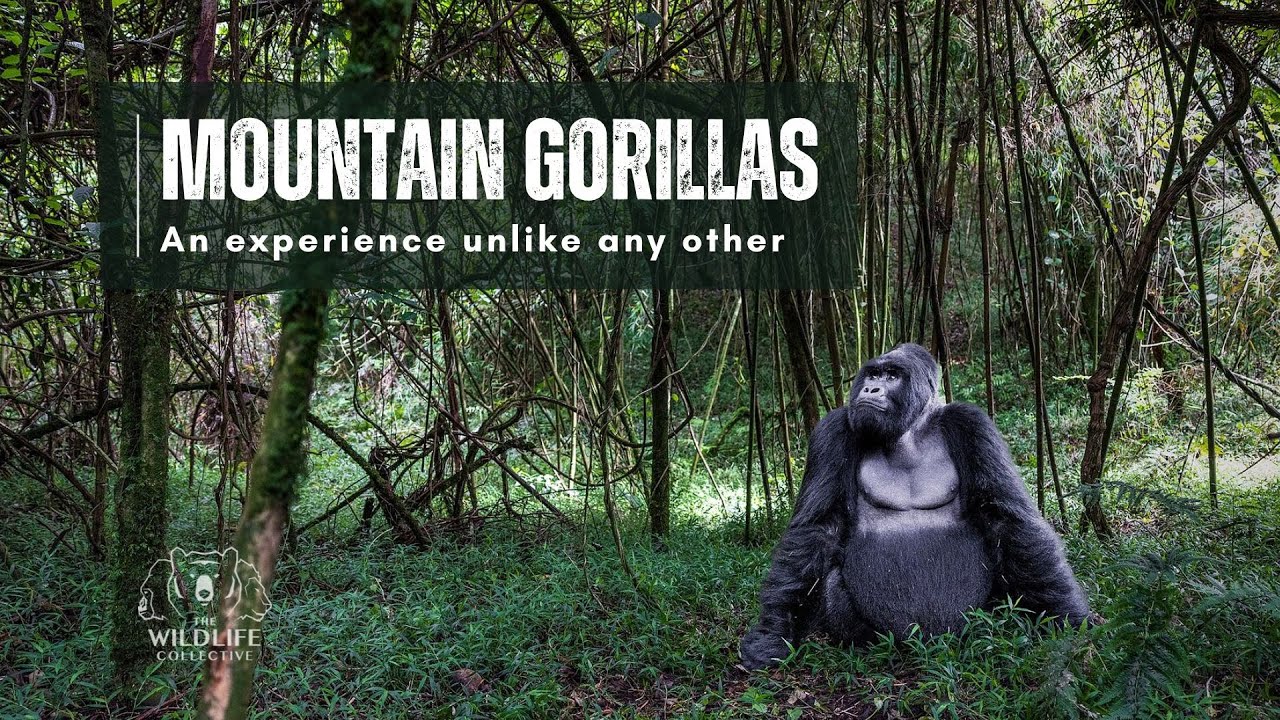 Mountain Gorillas