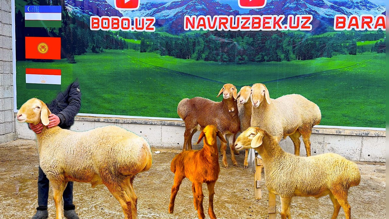 NAVRUZBEKA TOZA ARSHAN QOCHQORLAR KELDI SHOSHLING BUGUGA FAQAT ZOTI TOZLARDAN