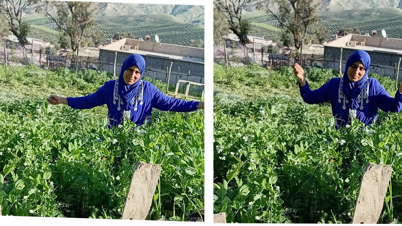 خرجت خوتاتي للطبيعة 🤲باش يخضروا عويناتهم وجيت ننقش الأرض باش نغرس الشي لطلبتوه مني🌻 البطاطا و البصلة
