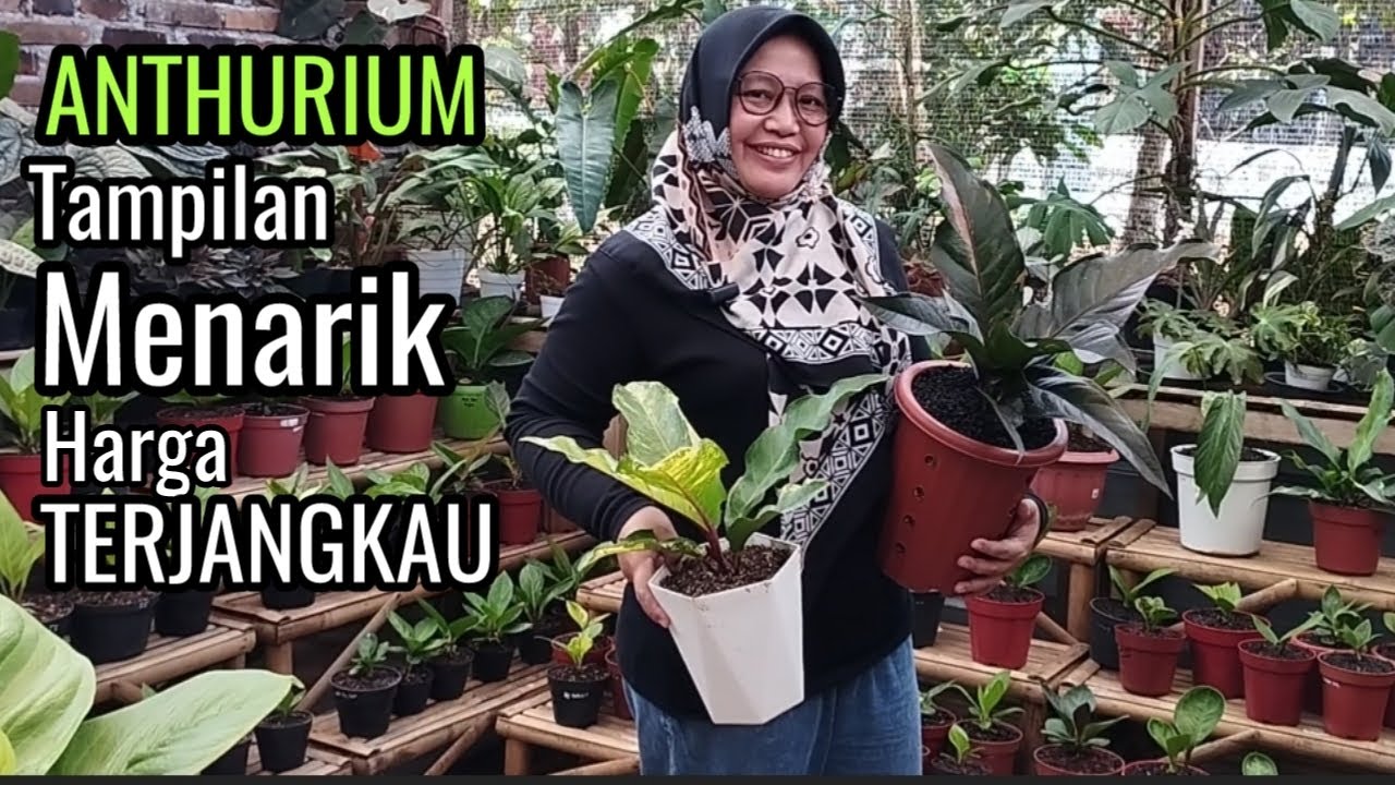 Nama Anthurium Jemaninya Unik-unik,,,Tapi tampilannya cakep & Harganya Bikin Khilaf
