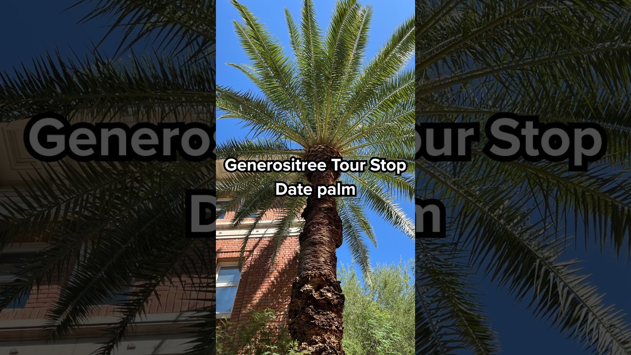 Generositree Tour Stop | Date palm