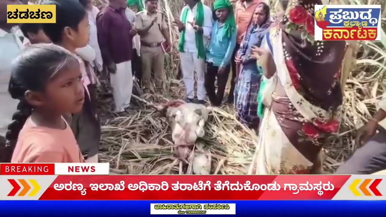 ವಿಜಯಪುರ ಜಿಲ್ಲೆ ಚಡಚಣ ತಾಲೂಕಿನ ತದ್ದೇವಾಡಿ ಗ್ರಾಮದಲ್ಲಿ ಚಿರತೆ ದಾಳಿ ಅರಣ್ಯ ಇಲಾಖೆ ಅಧಿಕಾರಿಗಳು ಹುಡುಕಾಟ
