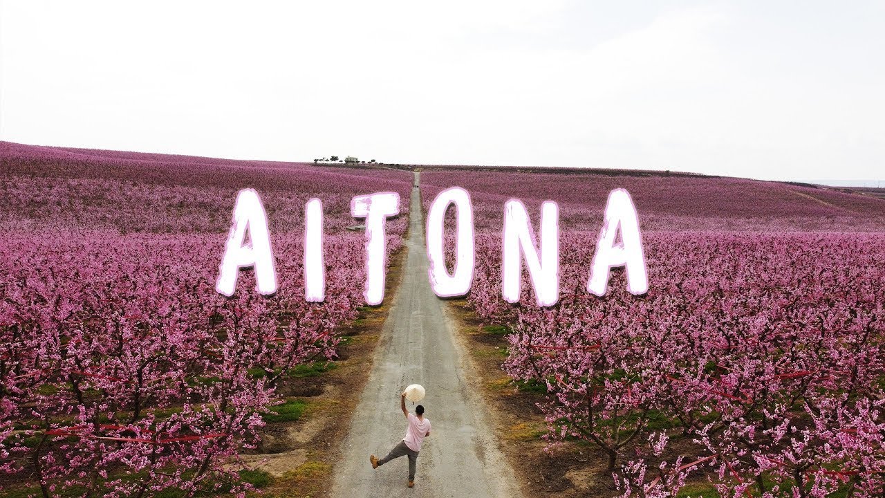 AITONA EN FLOR 2025 ¿CUANDO HAY QUE IR? | LA FLORACIÓN DEL MELOCOTONERO! 🍑🌸