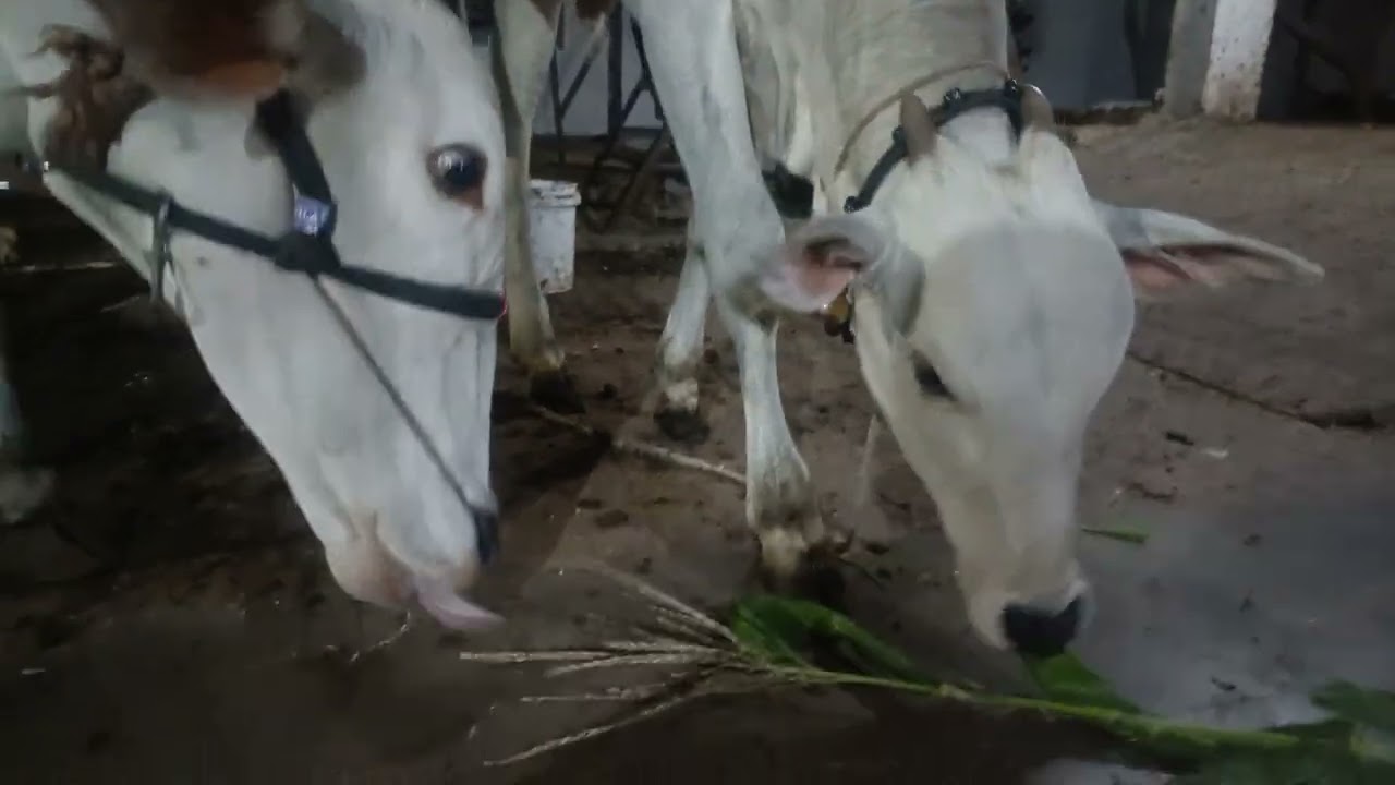 खिल्लार बछड़े और गौमाता का प्यारा भोजन! 🌽 Khillar Cow & Calf Eating Moments