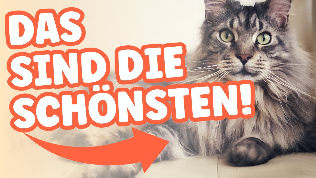 Die 5 schönsten Katzenrassen der Welt