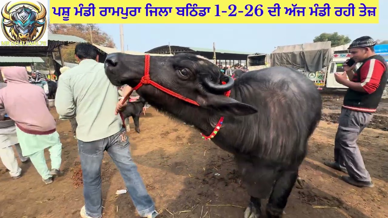 ਅੱਜ ਮੱਝਾਂ ਤੇ ਗਾਵਾਂ ਰਹੀਆਂ ਤੇਜ ਮੁੱਲ ਵਿੱਚ ਪਸ਼ੂ ਮੰਡੀ ਰਾਮਪੁਰਾ ਜਿਲਾ ਬਠਿੰਡਾ ਵੇਖੋ ਵੀਡੀਓ 📷📹🐄🐃🤫
