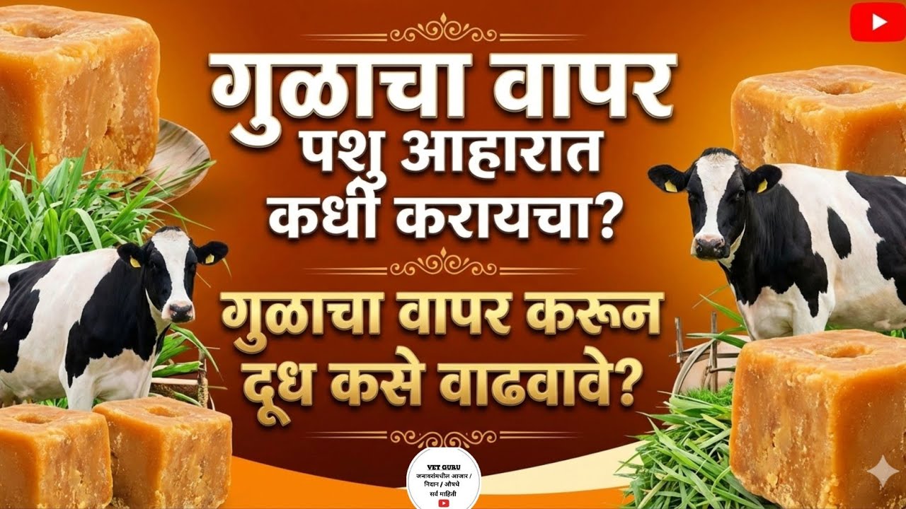 विलेल्या जनावरांची ताकद आणि दूध वाढवण्यासाठी गुळाचे महत्त्व !! जनावरांना गूळ देण्याचे फायदे