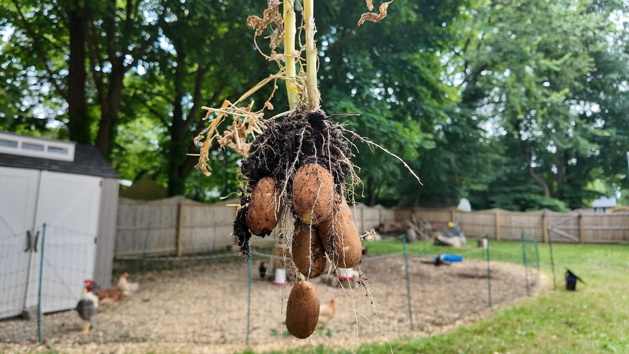 Fat potato harvest with little work (4ft x 8ft raised bed)