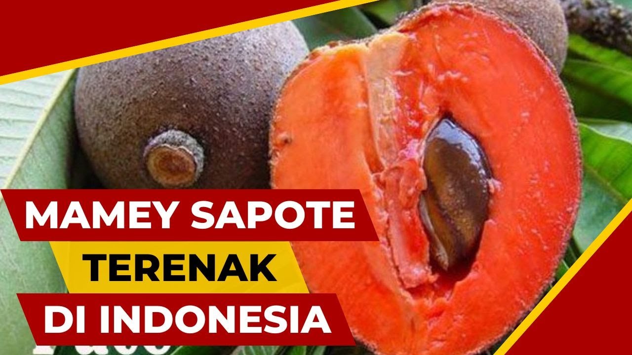 5 JENIS MAMEY SAPOTE DENGAN CITARASA PALING ENAK I Rawa Tani
