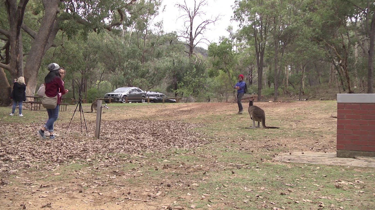 Tourists with a Western Grey Kangaroo