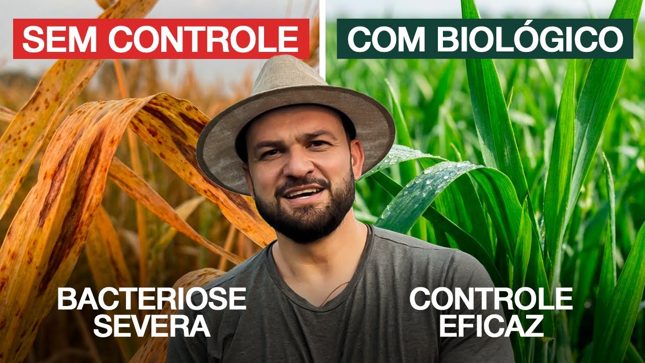 Como Controlar BACTERIOSE Sem Gastar Muito!