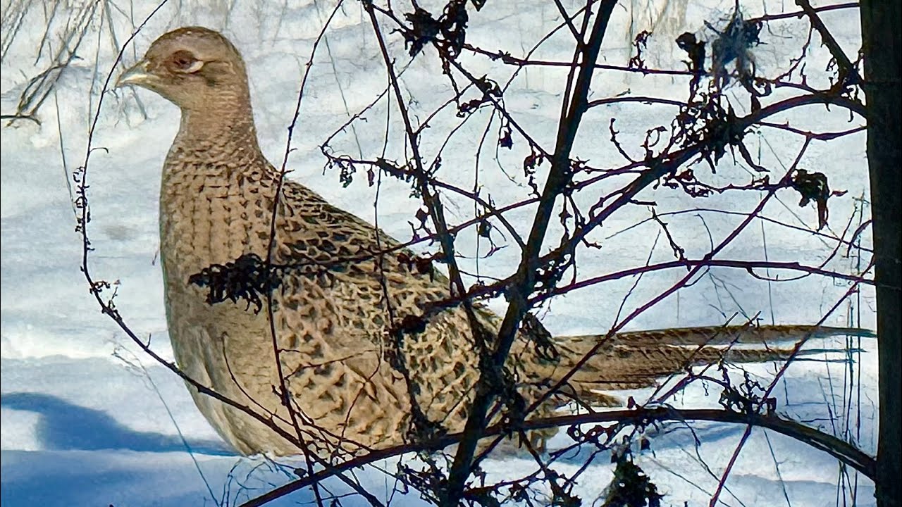 Ungarn im Winterkleid