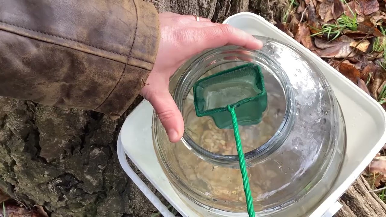 TES salmon fry release