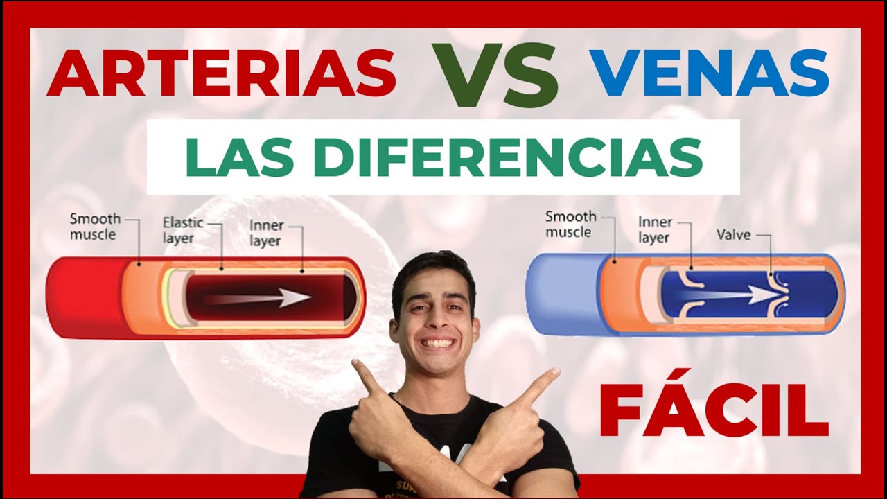 ❌ DIFERENCIA entre ARTERIAS Y VENAS del cuerpo humano (FACIL)
