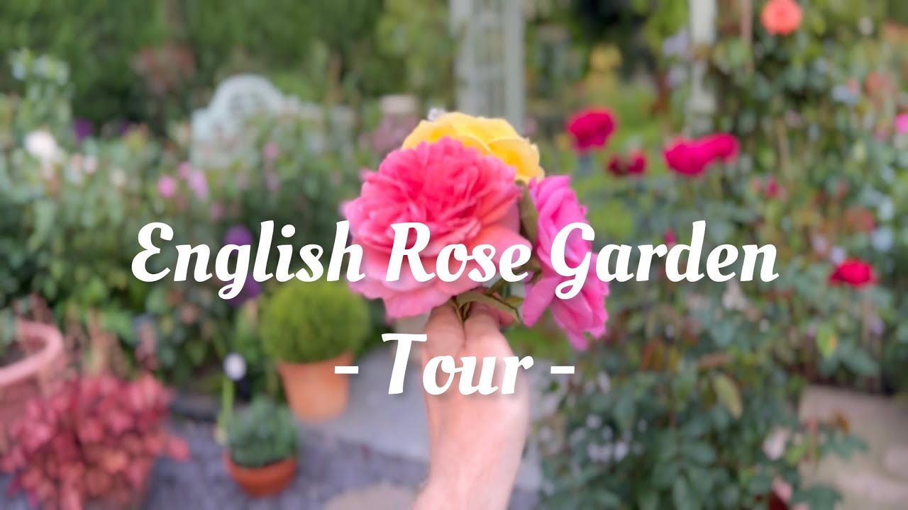 English Rose Garden Tour | Each plant labelled | David Austin Roses & more | First Flush Starting