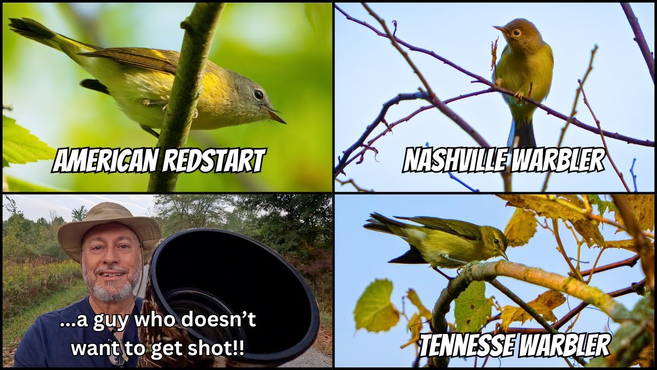 Darn Grackles!  