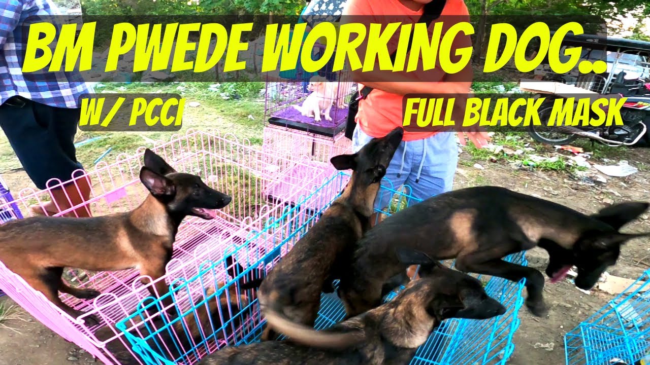 MAGANDANG BANTAY AT K9.. / MADAMING BAGONG NAG-AALOK NGAYUN..