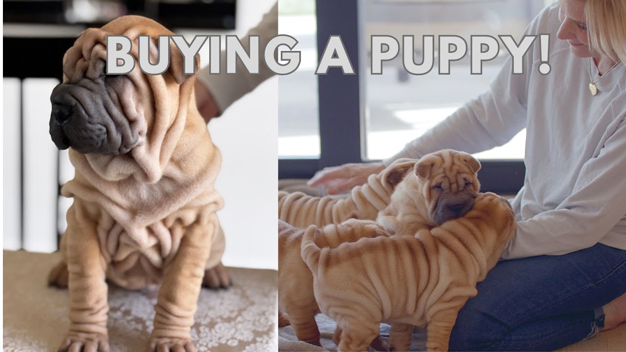 STOP Making These Mistakes With Buying Your NEW Puppy