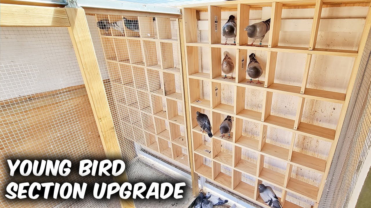 130 PERCHES In The Pigeon Loft!