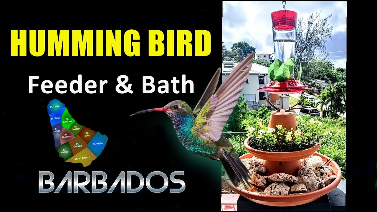 Hummingbird Live Cam -  BARBADOS  🌻