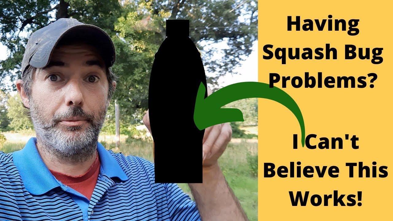 CHEAP and POISON FREE way to KILL SQUASH BUGS