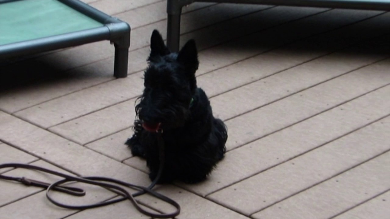 Sadie 8 Month Old Scottish Terrier- Basic Obedience at Cat For Dogs.