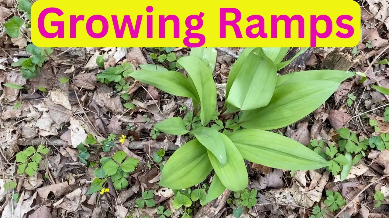 Growing Ramps