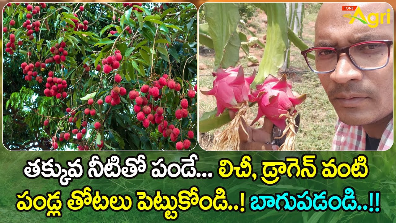 Lychee, Dragon Fruit Farming Guide | తక్కువ నీటితో పండే లిచీ, డ్రాగన్ వంటి పండ్ల తోటలు... Tone Agri