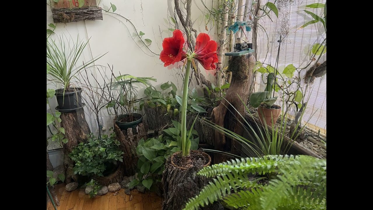 Build-It-Yourself Jungle Garden Flower Power