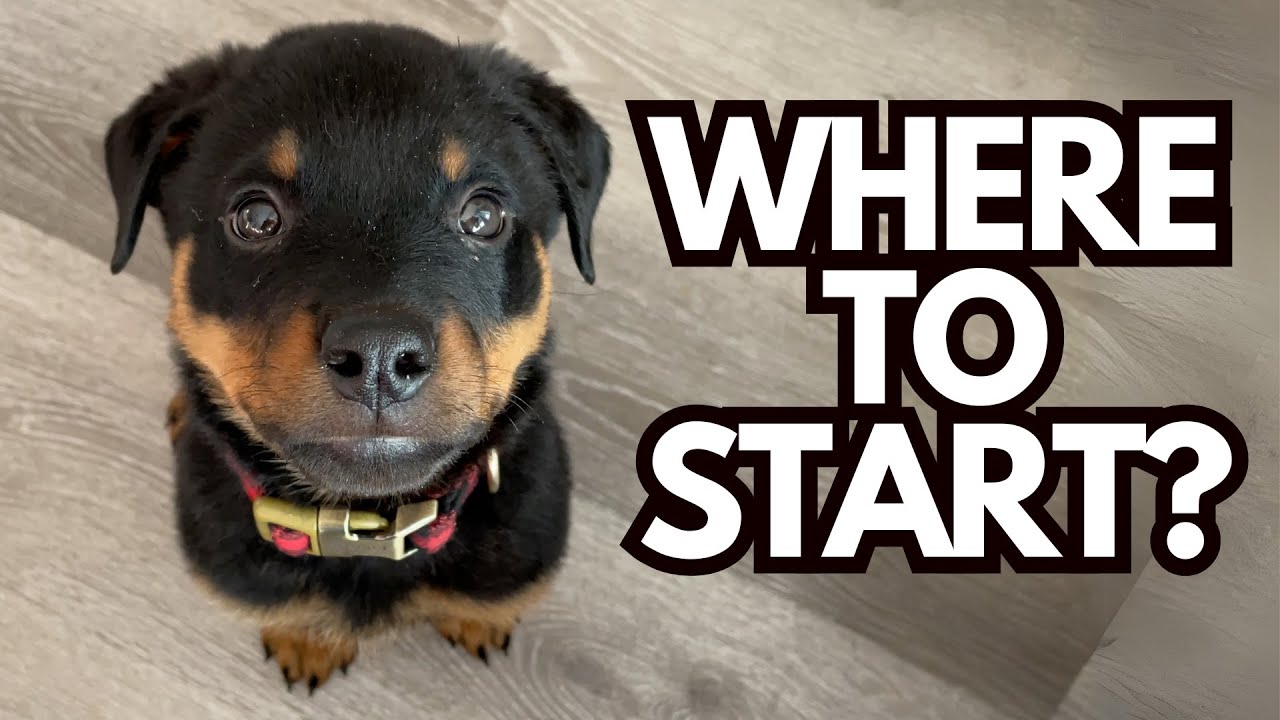 What's the BEST Order to Train Dog Obedience Skills?