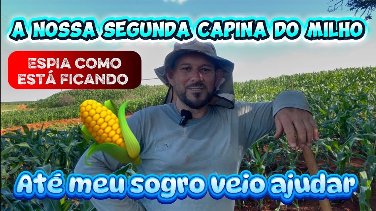 A nossa segunda capina do milho 🌽 