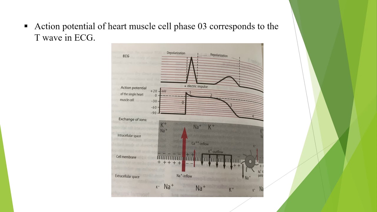 Ventricular repolarization