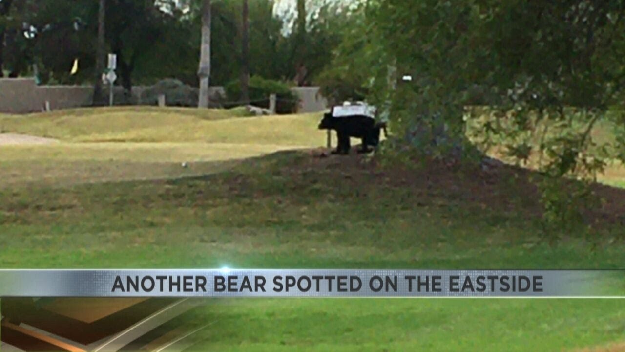 Tucson's eastside sees unusual bear cub sighting in neighborhood