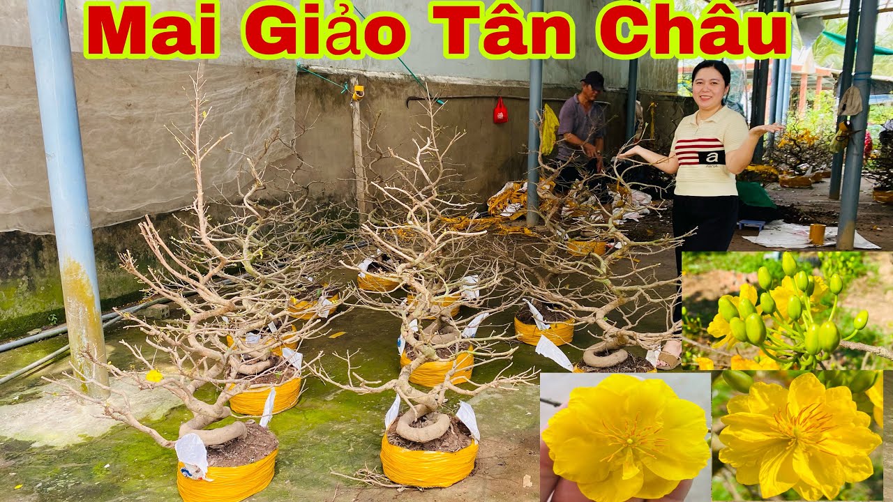 1/3 ..☎️ 0972279458 | Mai Giảo Tân Châu về hàng chất lượng Chốt nhanh Chốt liền | Shop Mai Tân Châu 