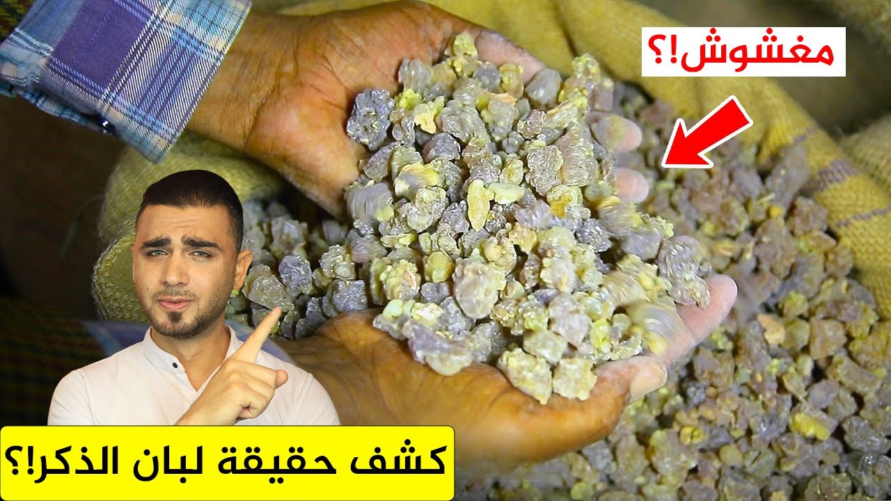 ما يخفيه تجار لبان الذكر😱 من الحصاد للمصنع🤔الفرق بين لبان الذكر والصمغ العربي!؟