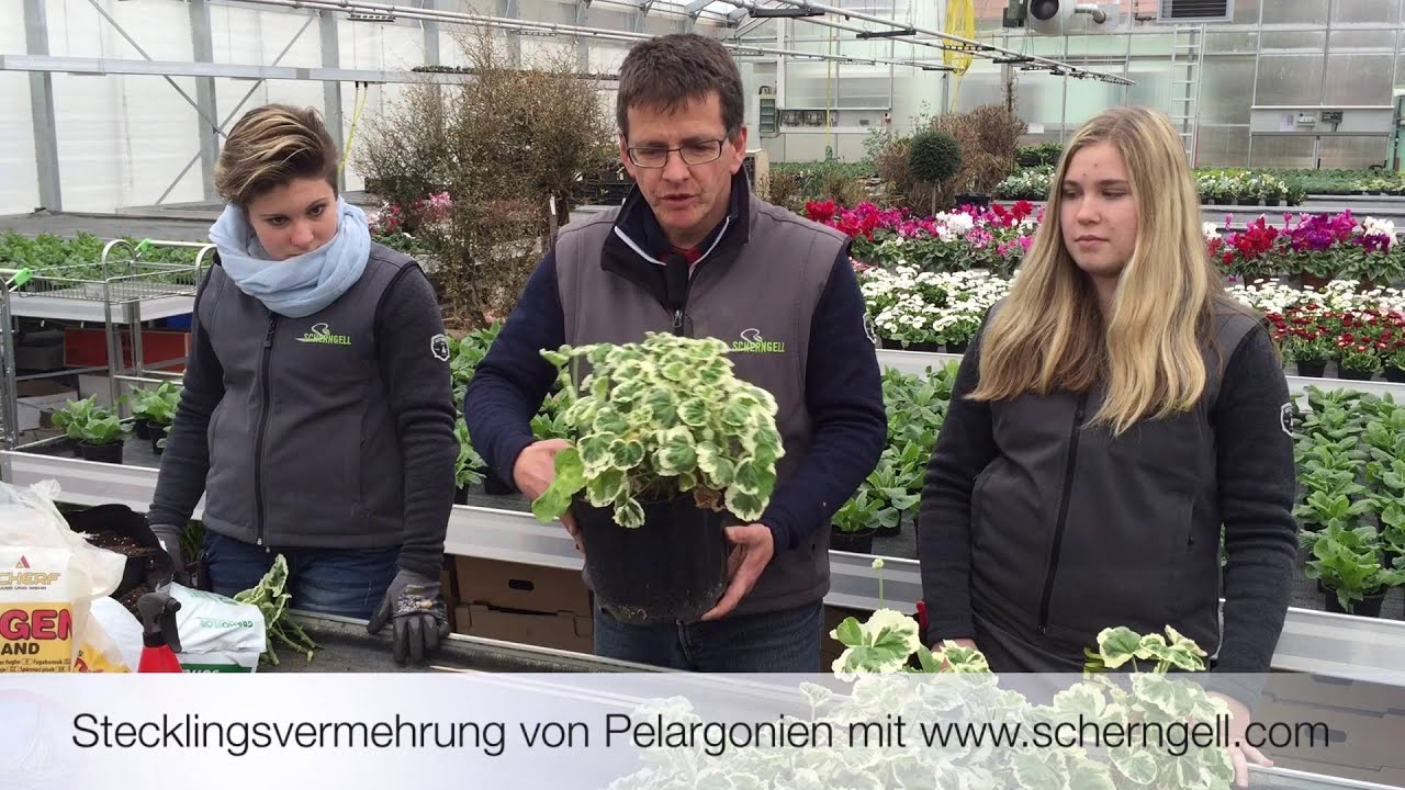 Scherngell Gärtnereitipp: Stecklingsvermehrung von Pelargonien