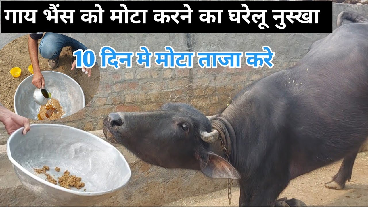 भैंस को मोटा ताजा कैसे करें कमजोर भैंसको मोटा तगड़ा कैसे करें | gaye bhains