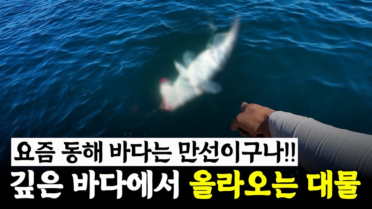 몇마리 안 잡아도 대형쿨러가 꽉차버리는 내가 처음 해본 낚시!!  [박과장TV]