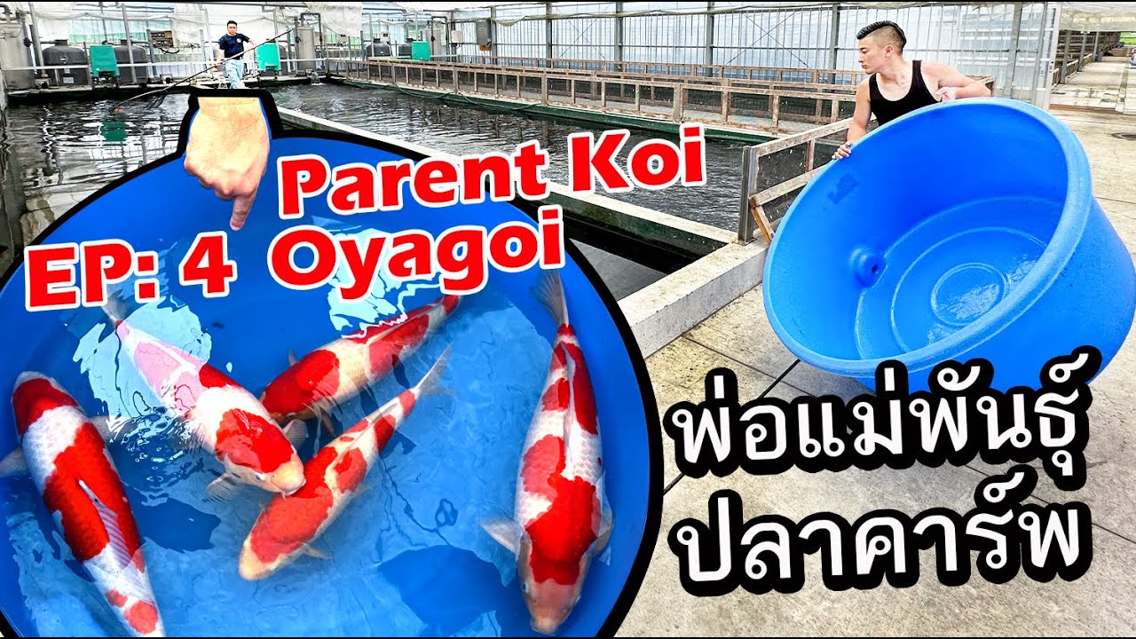 Parent Koi Oyagoi พ่อแม่พันธุ์  Ep:4 ไปดูปลาคาร์พ ในฤดูผสมพันธุ์ ที่ Sakai Fish Farm Hiroshima Japan