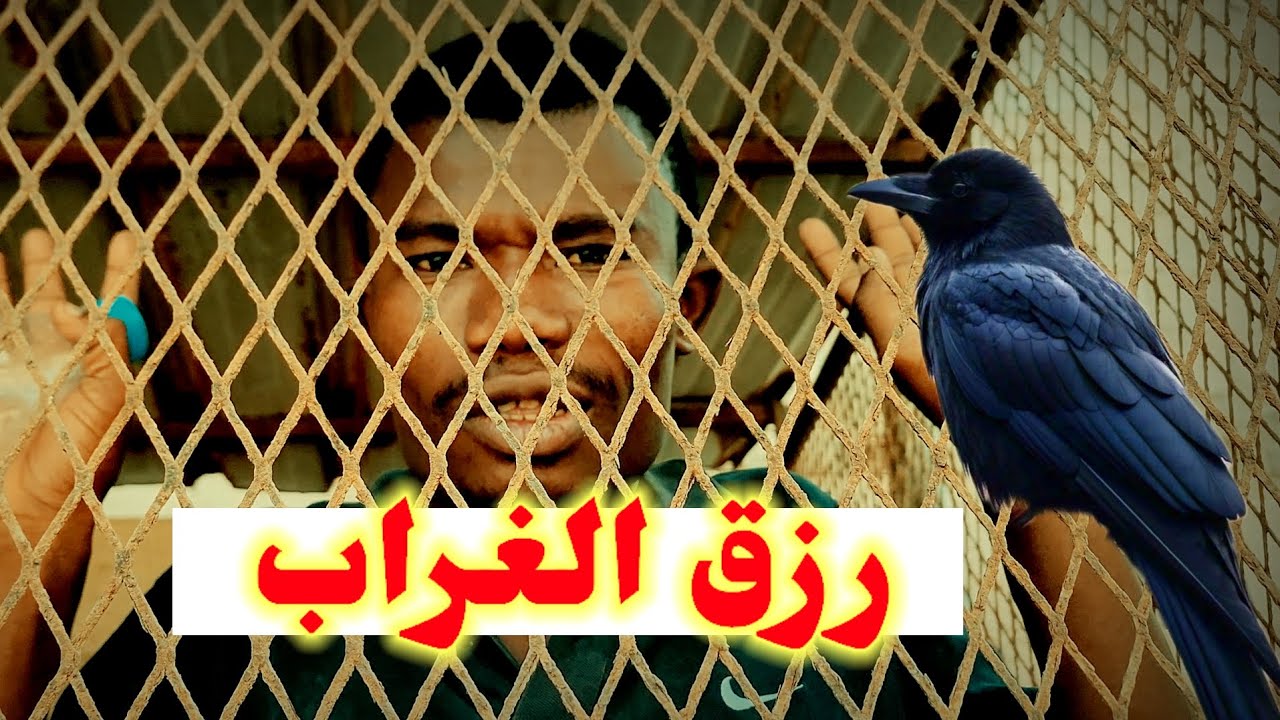 جديد الهطاش بعنوان ( رزق الغراب) 😂😂😂😂