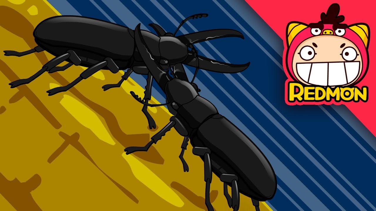 A Stand-off with a stag beetle | Insect world #01 | REDMON