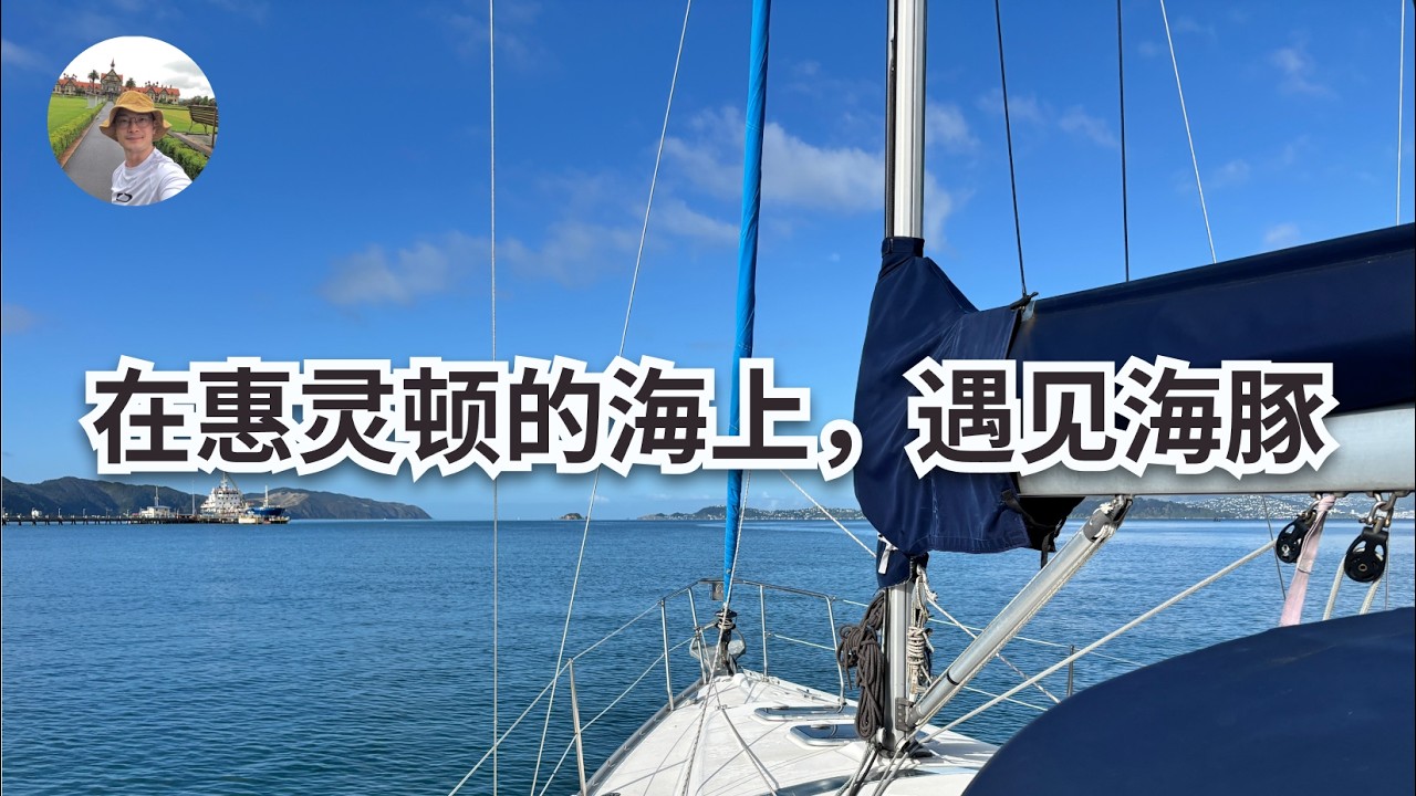【4K】帆船出海，遇见海豚｜惠灵顿｜新西兰