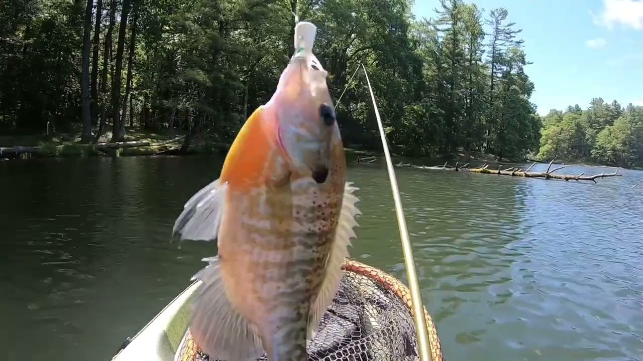 Bream on the Fly