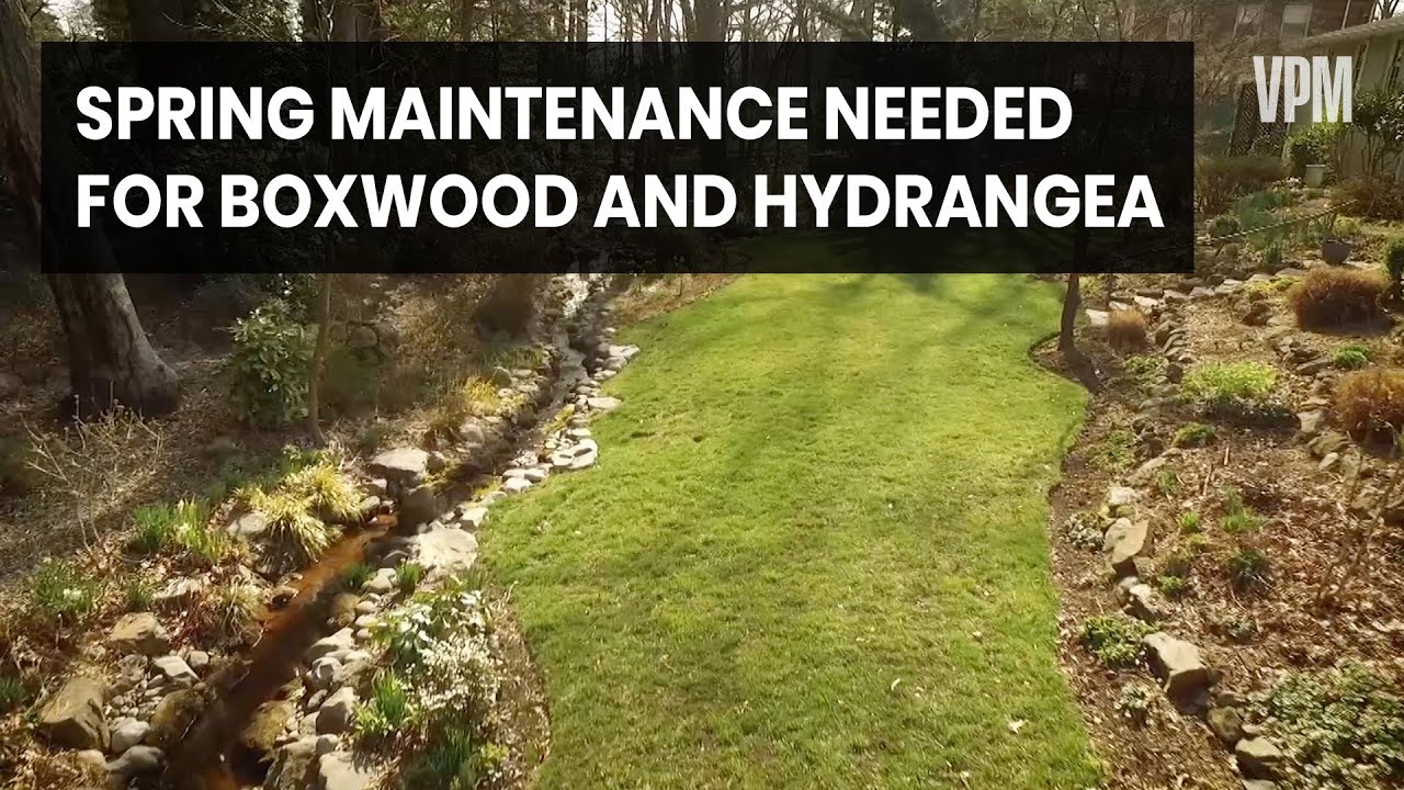 Caring for popular landscape shrubs