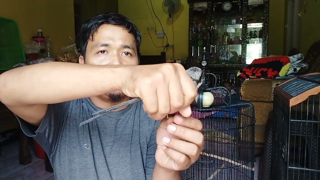 Perbedaan Burung Pentet Lokal Jawa Barat & Jawa Timur#burung #birds #kicaumania #pentet